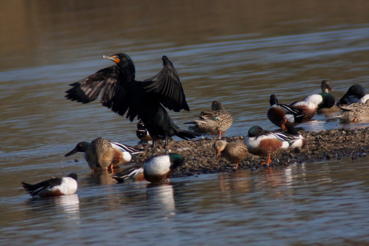 Double-crested Cormorant - Tom Wnuk