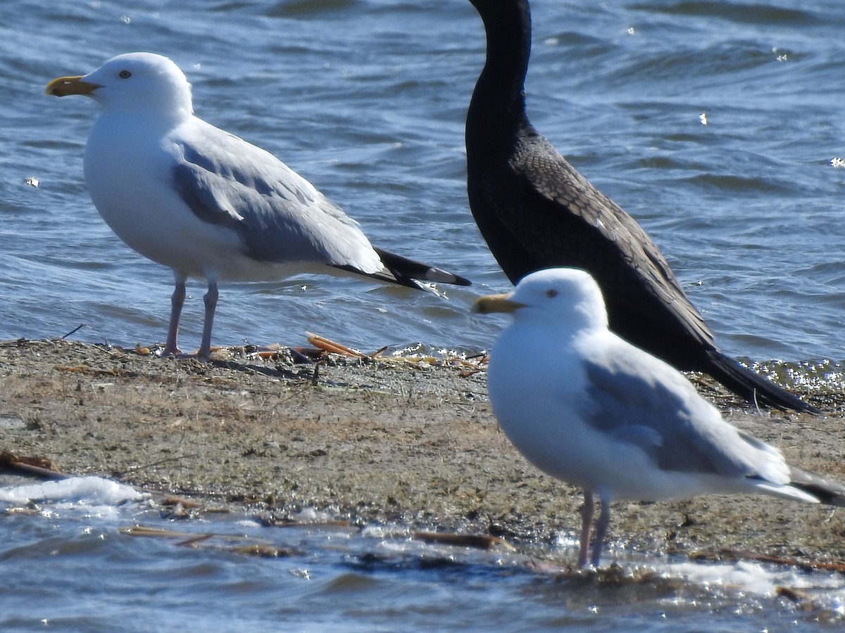 Herring Gull - ML327255791