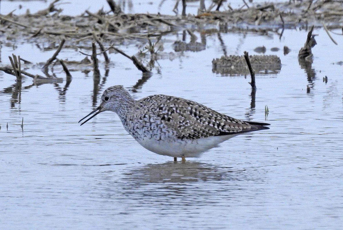 Lesser Yellowlegs - ML327257061