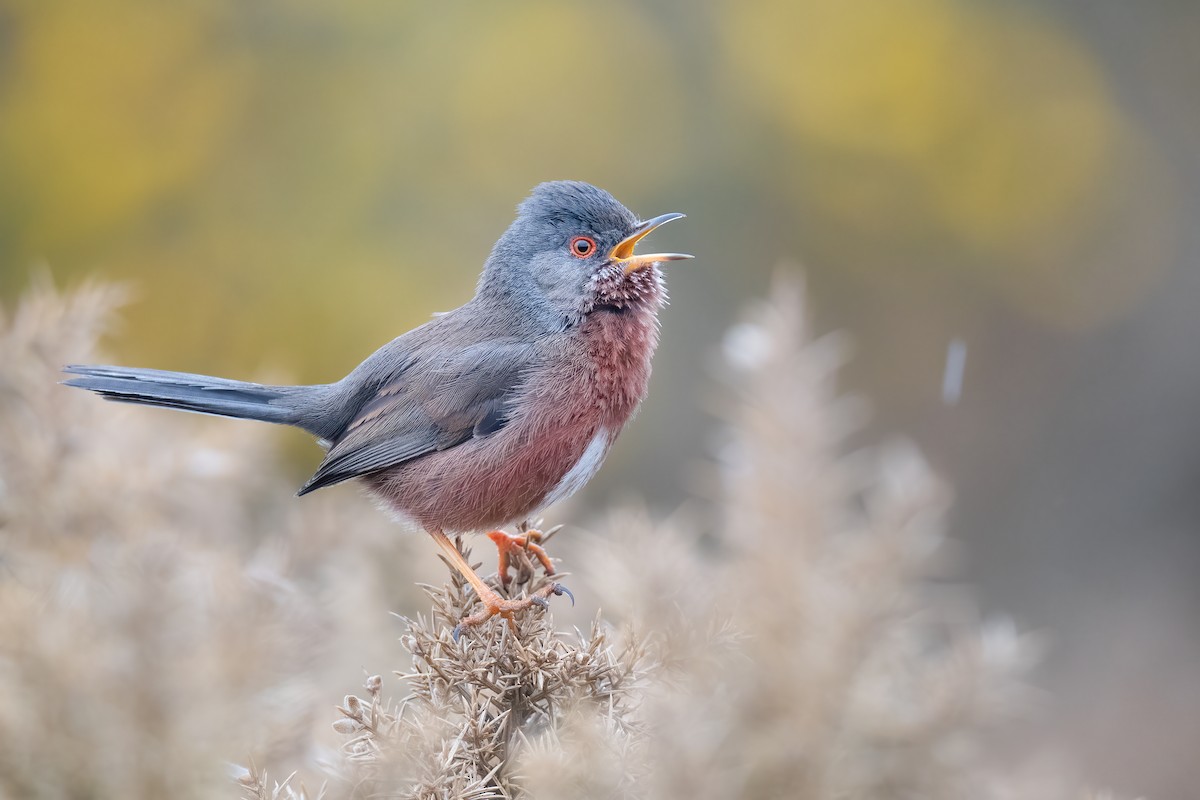 Dartford Warbler - Ben  Lucking