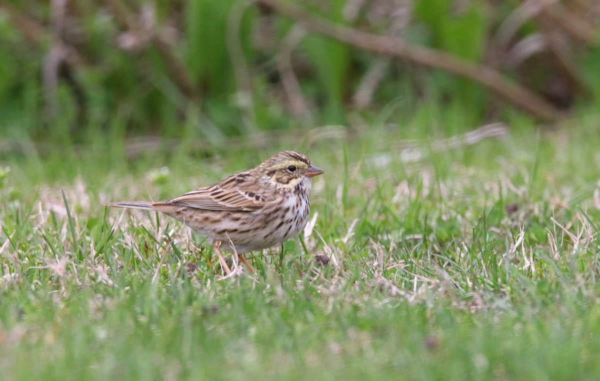 Savannah Sparrow - ML327259991