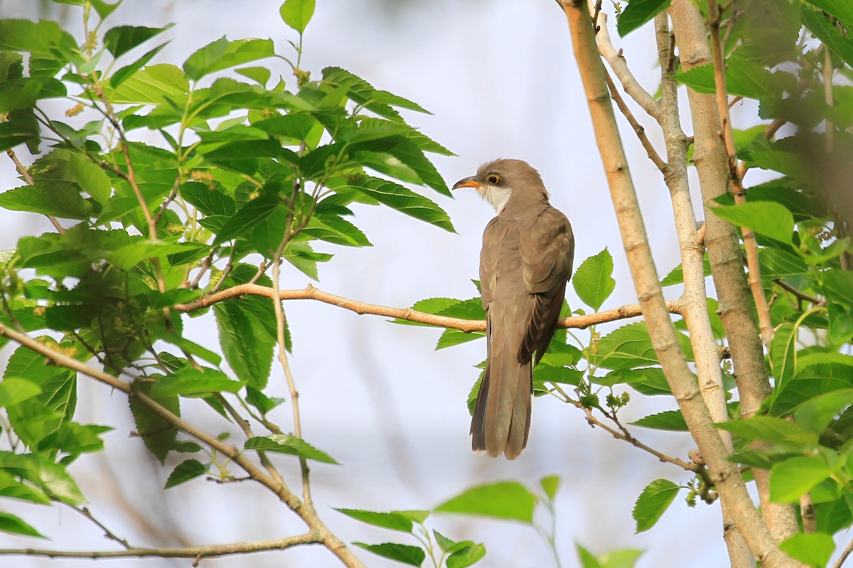 Yellow-billed Cuckoo - Carl Poldrack