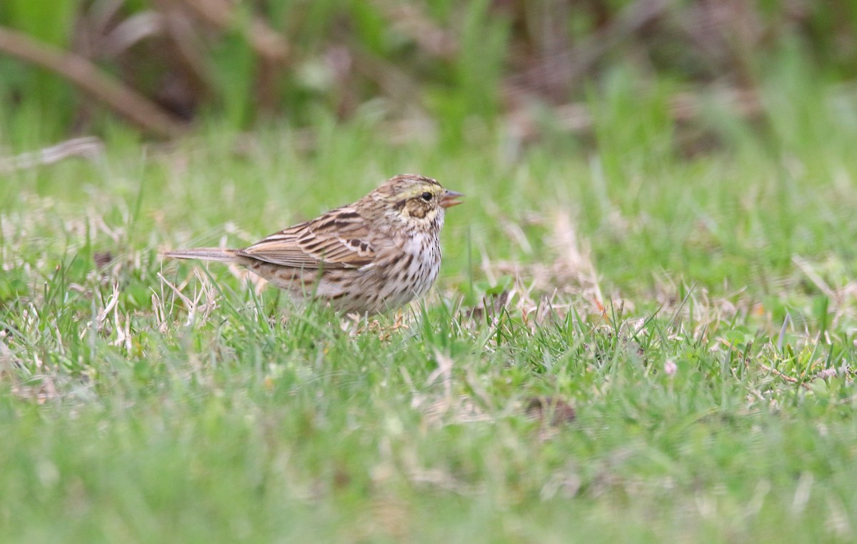 Savannah Sparrow - ML327260361