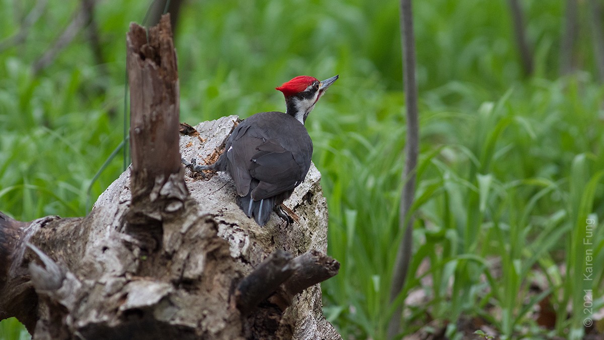 Pileated Woodpecker - ML327260631