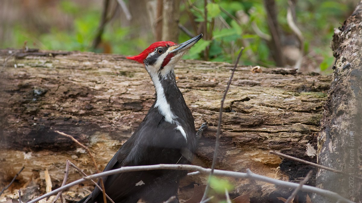 Pileated Woodpecker - ML327260641