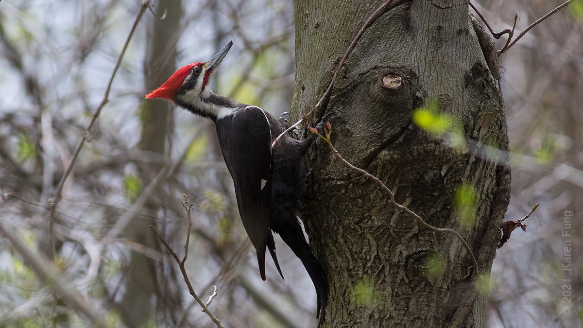 Pileated Woodpecker - ML327260651