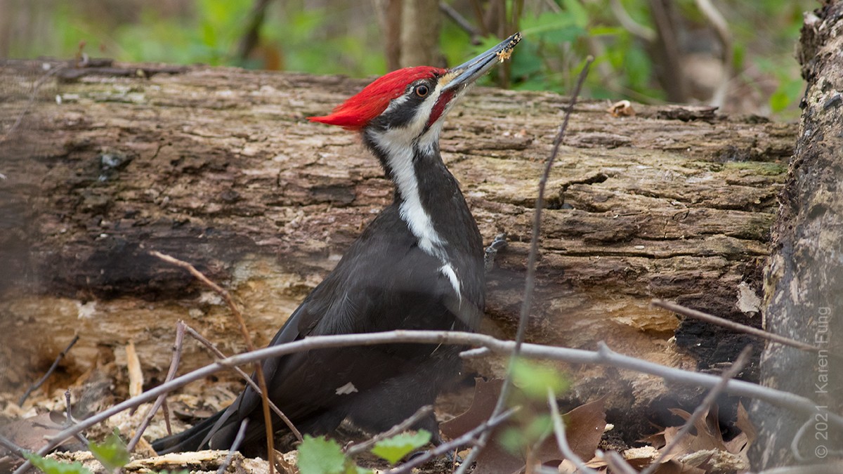 Pileated Woodpecker - ML327260661