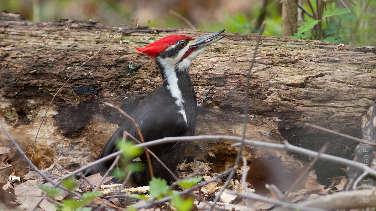 Pileated Woodpecker - ML327260671