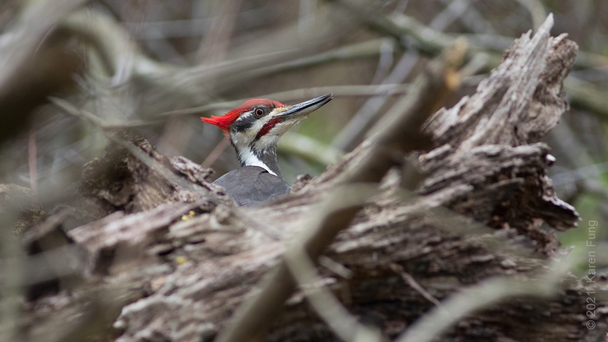 Pileated Woodpecker - ML327260681
