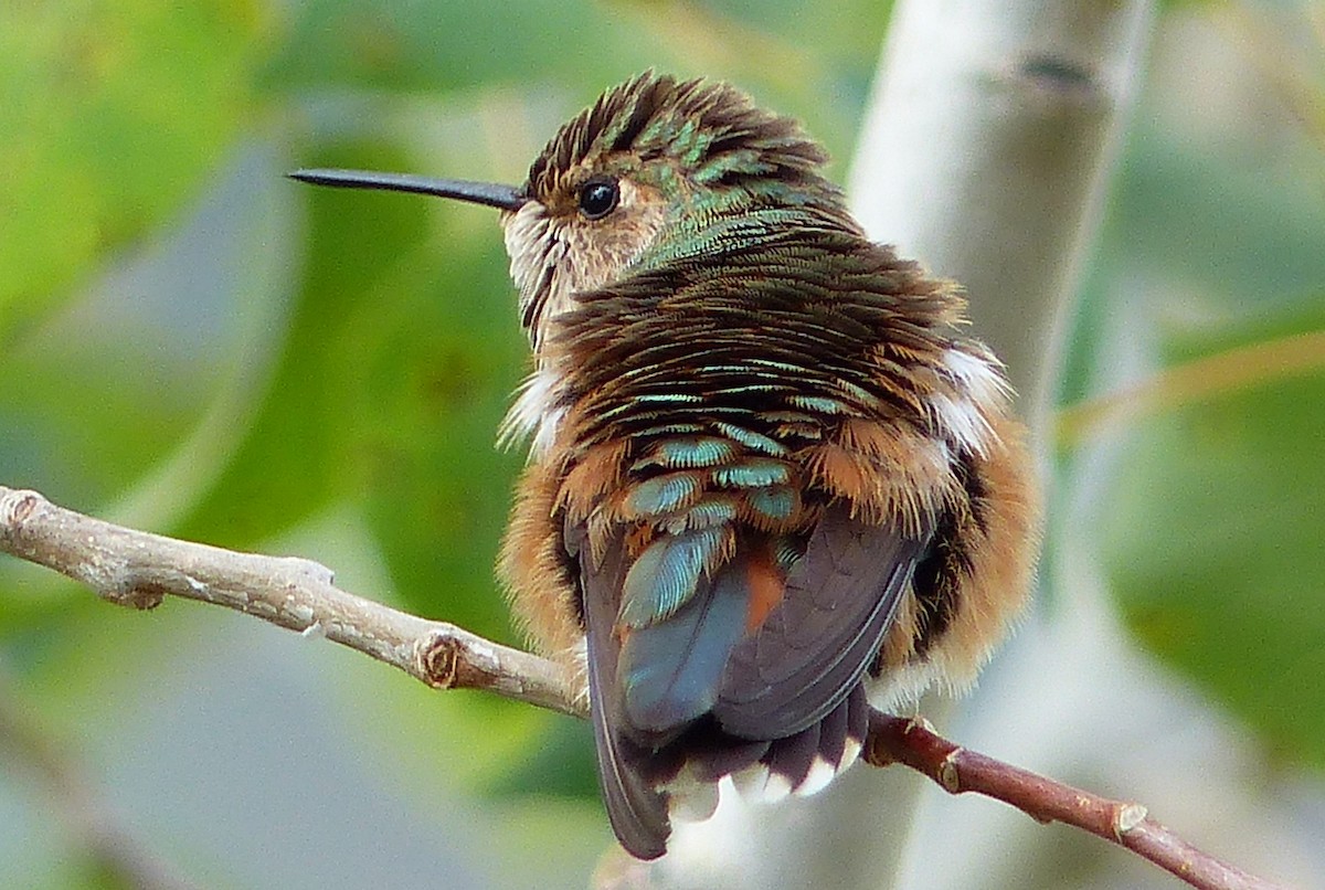 Rufous Hummingbird - ML32726581