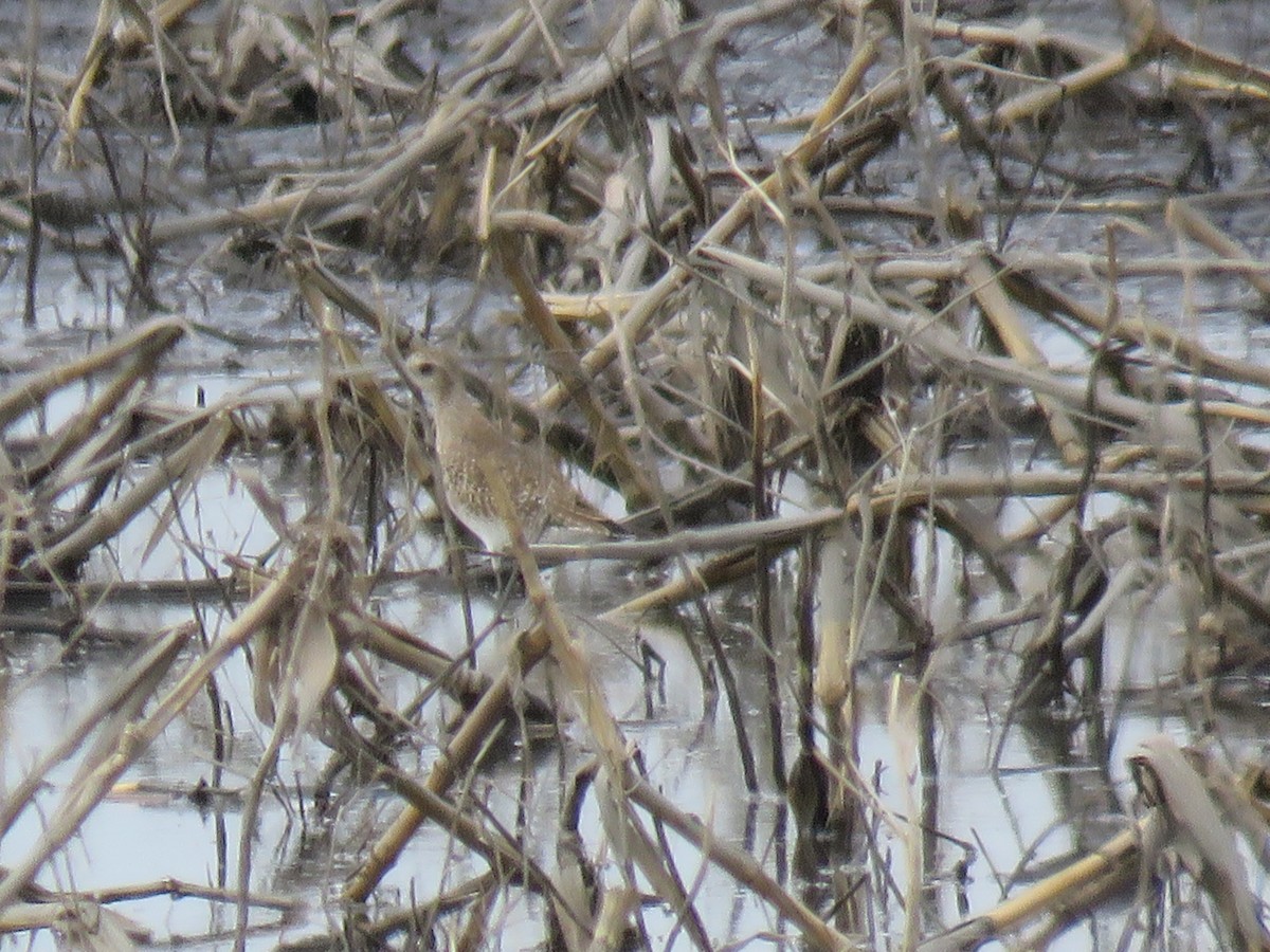 American Golden-Plover - ML327266031