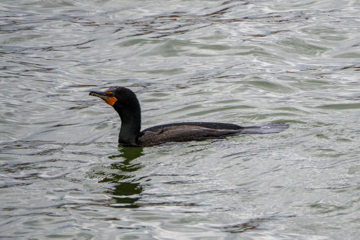 Double-crested Cormorant - ML327269661