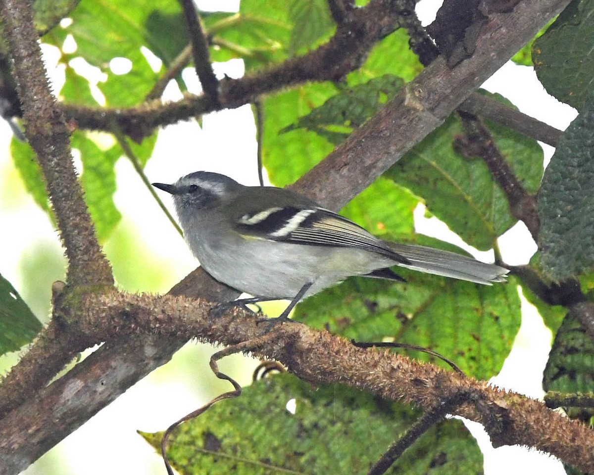 White-banded Tyrannulet - ML327270111