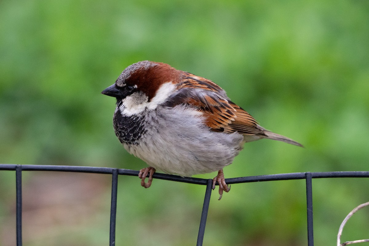 House Sparrow - ML327270411