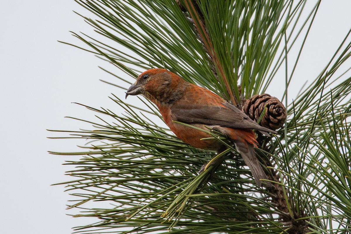 Red Crossbill - Rob  Sielaff