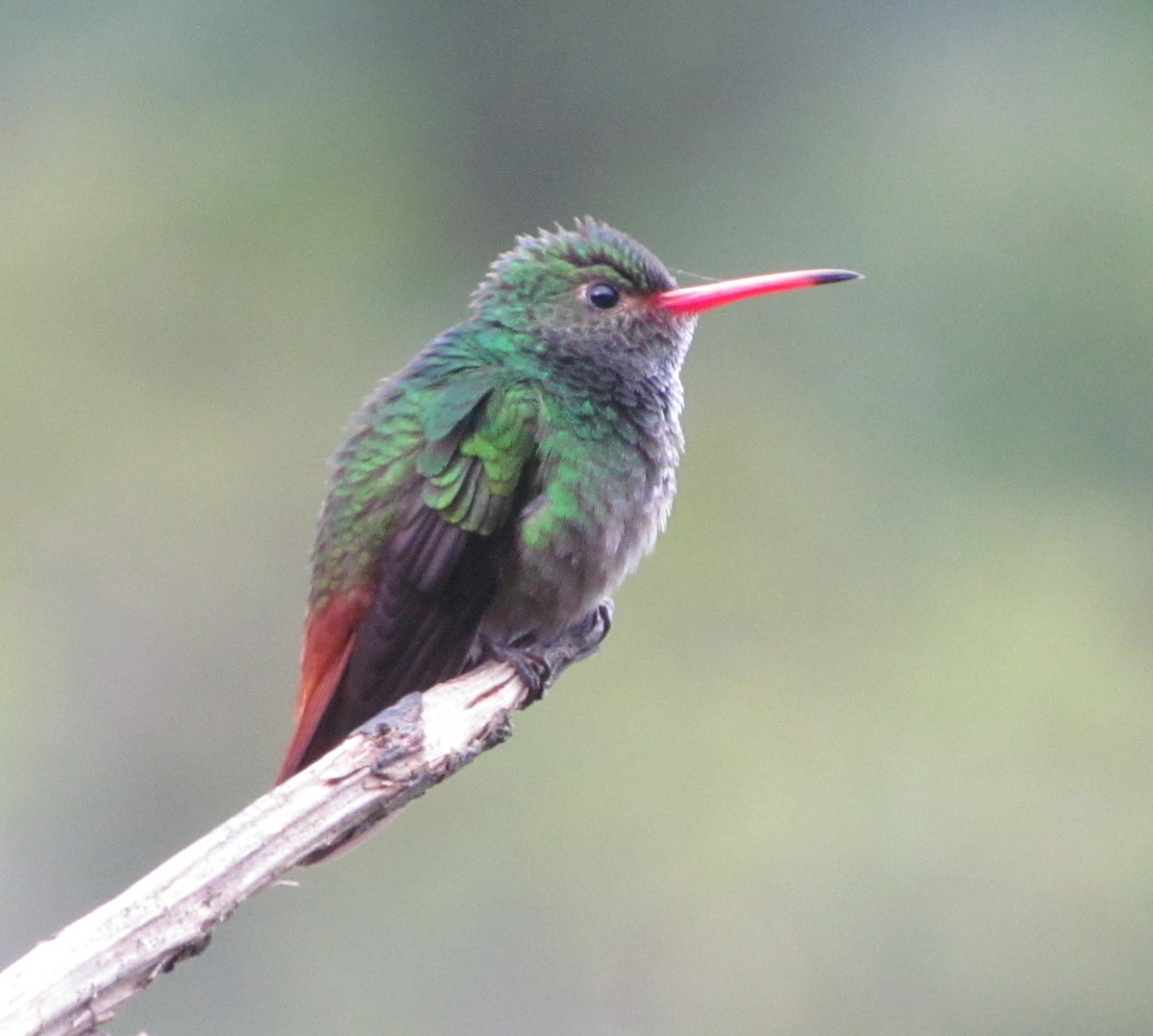 Rufous-tailed Hummingbird - ML327272881