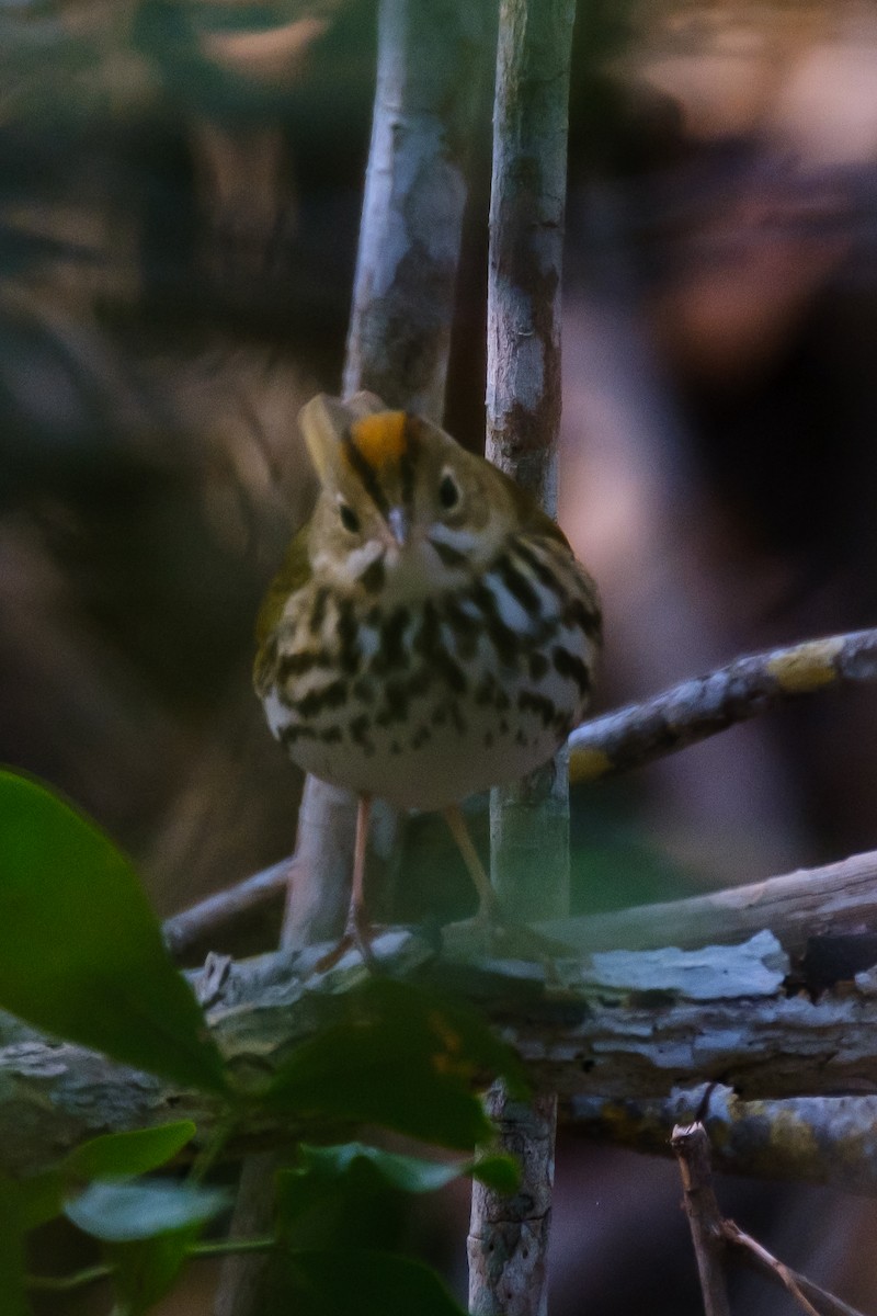 Ovenbird - ML327274211