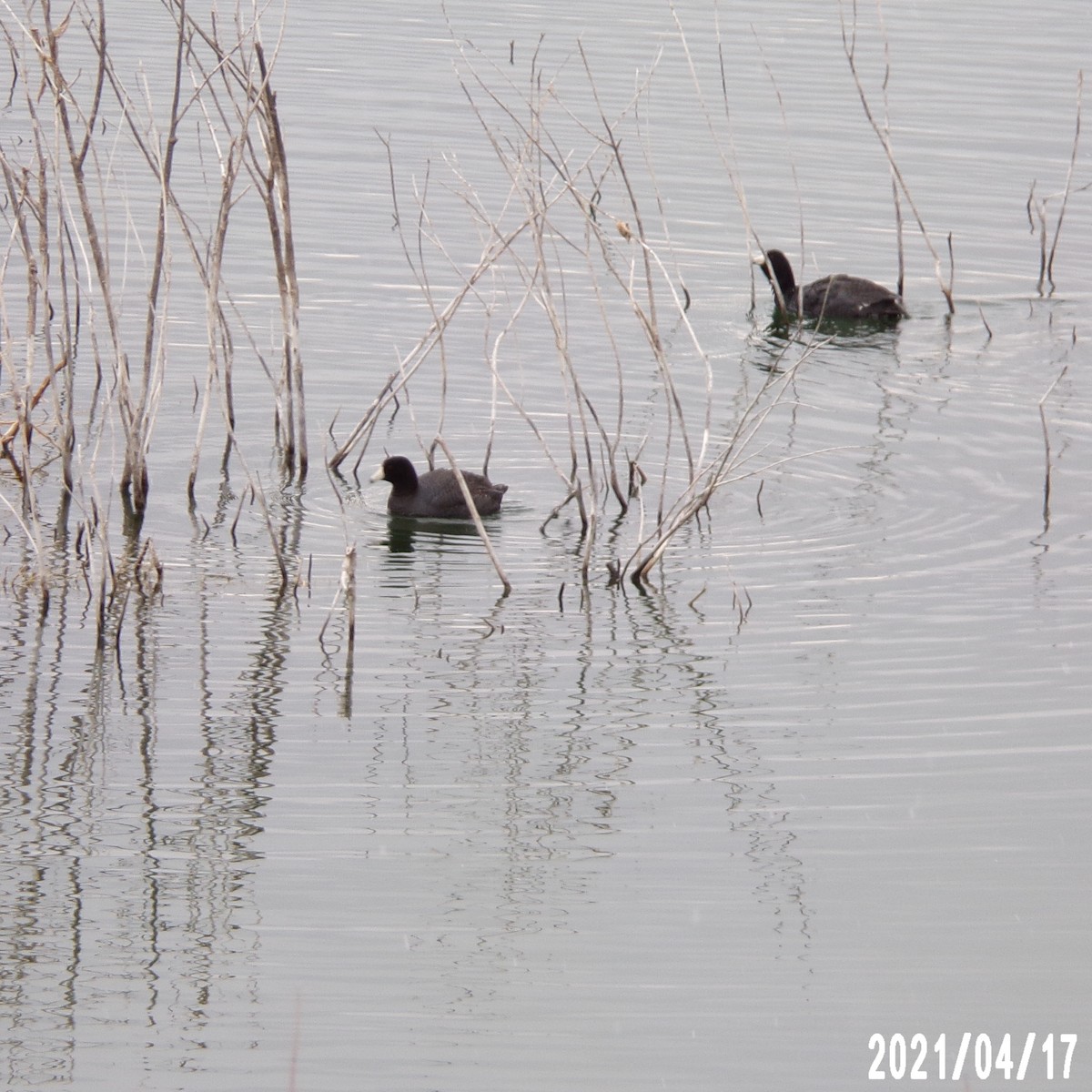 American Coot - ML327275371
