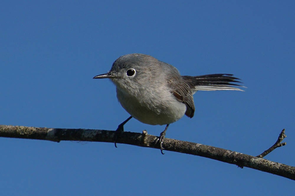 Blue-gray Gnatcatcher - ML327277411