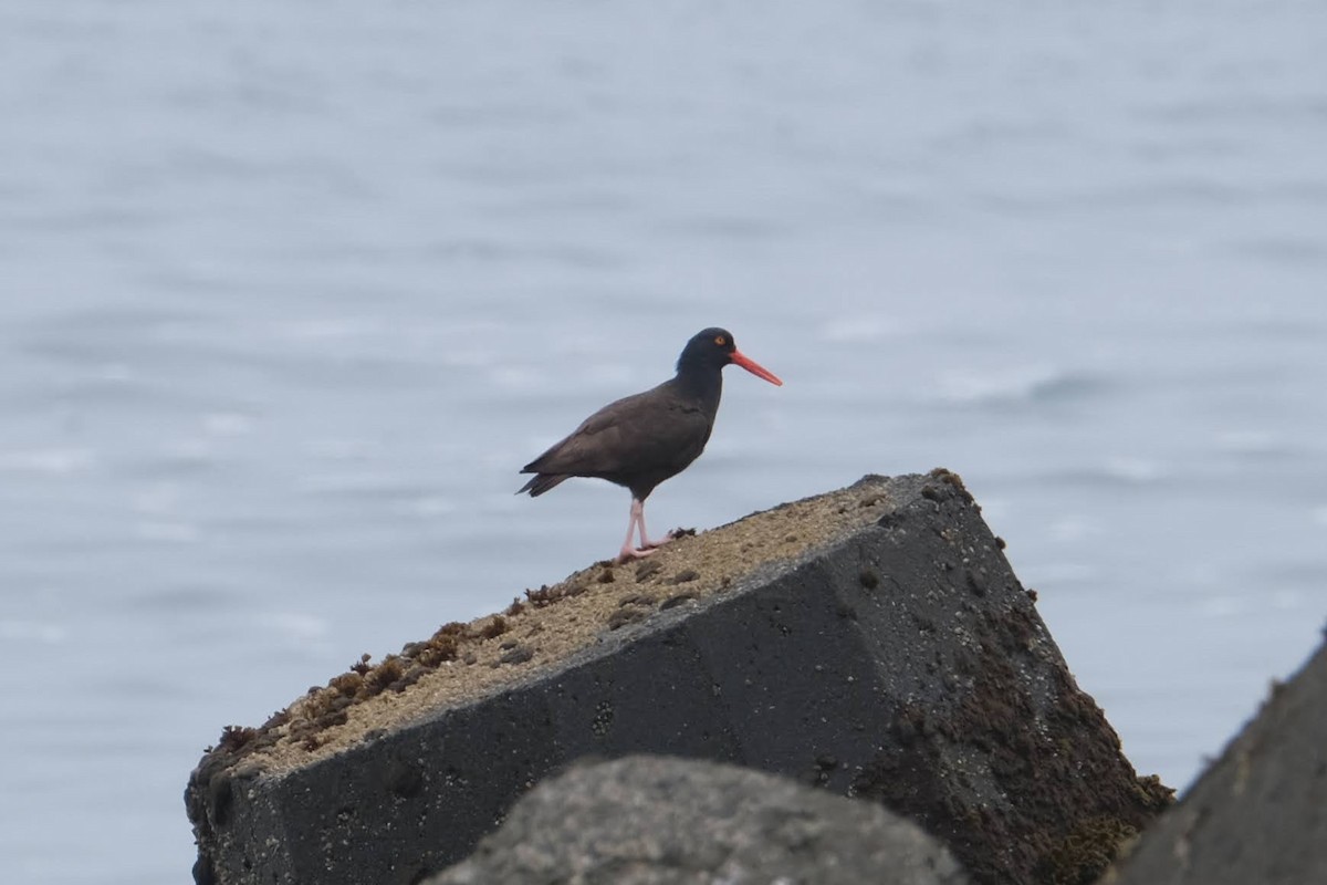 Black Oystercatcher - ML327278811