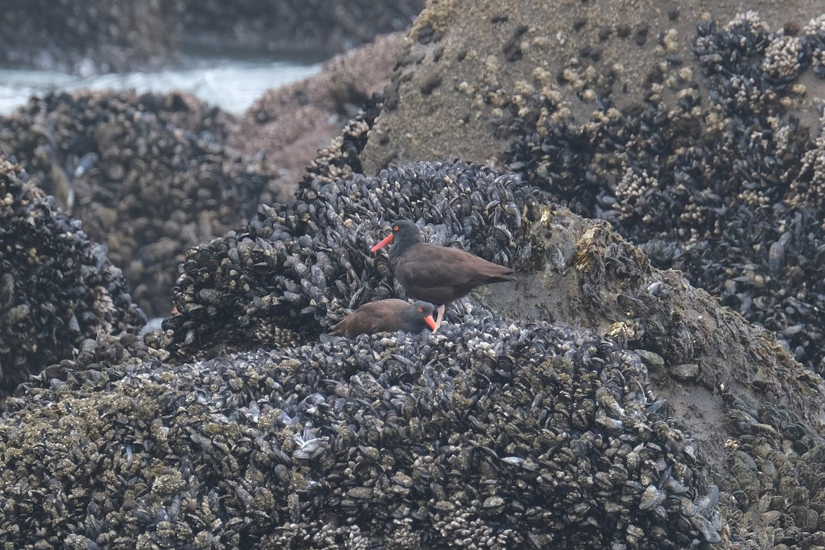 Black Oystercatcher - ML327278841