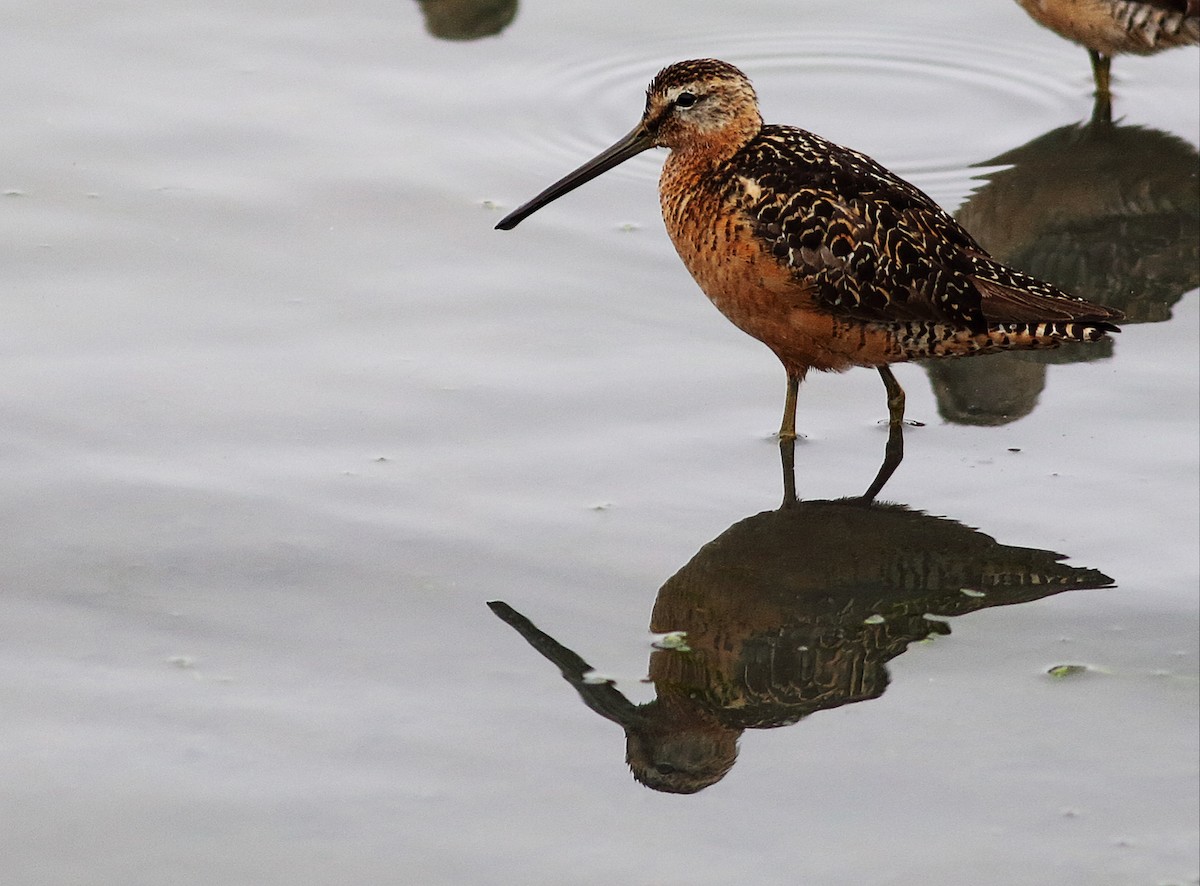 Long-billed Dowitcher - ML32727891