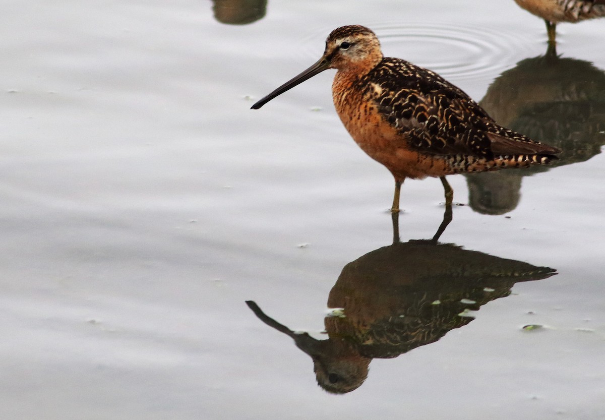 Long-billed Dowitcher - ML32727911