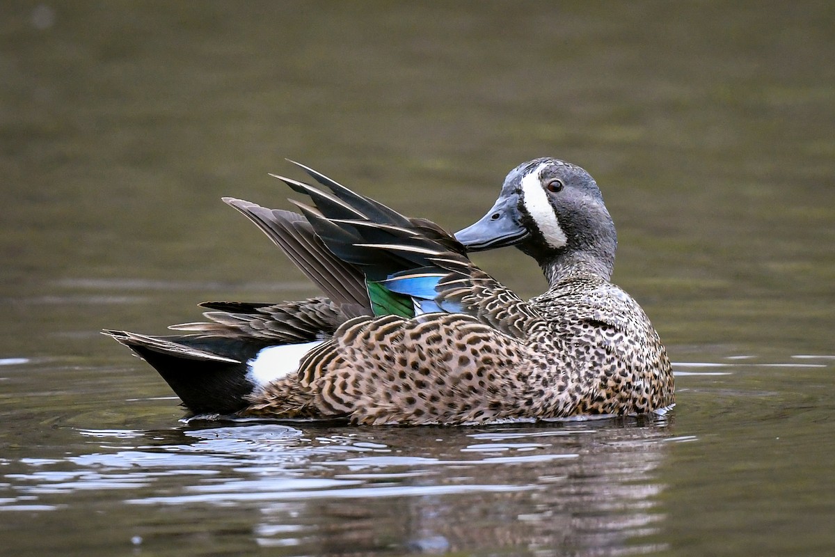 Blue-winged Teal - ML327283041