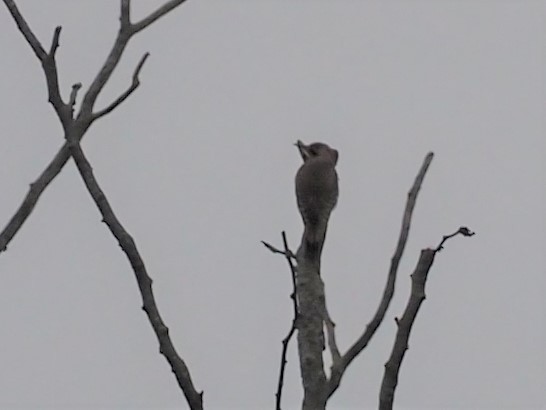 Northern Flicker - ML327284041