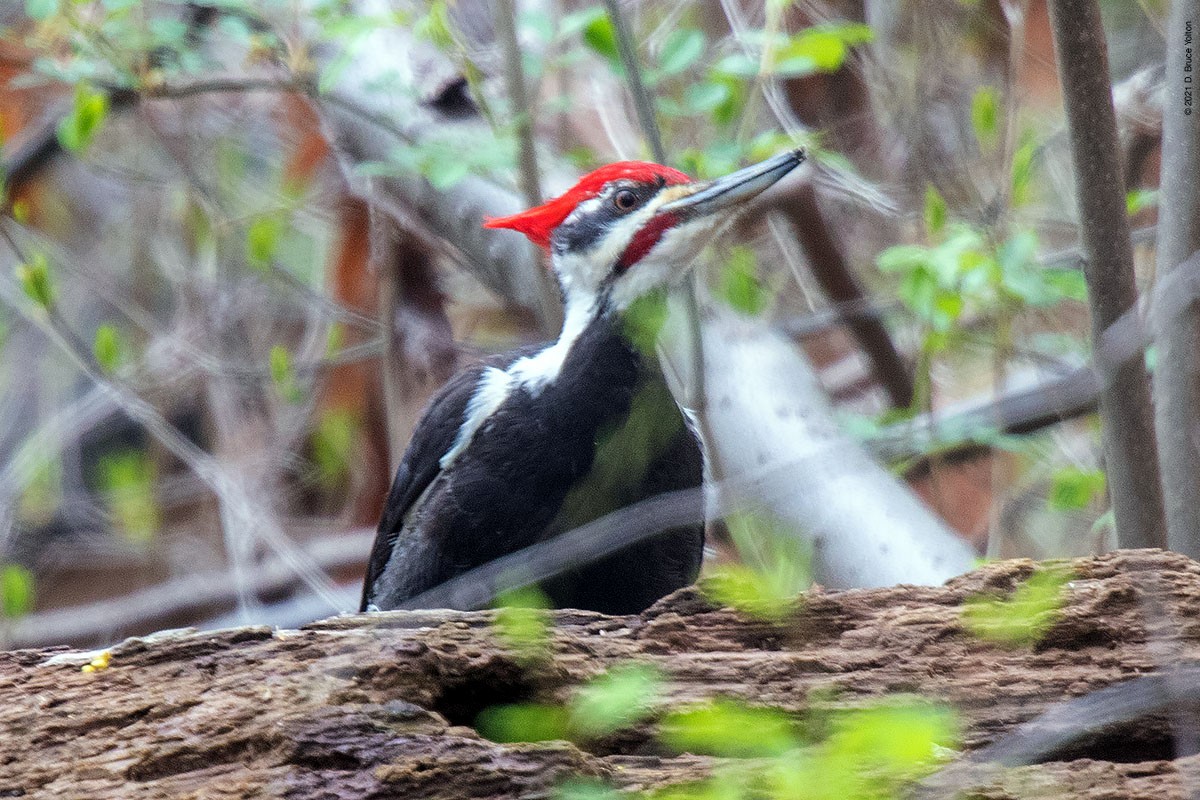 Pileated Woodpecker - ML327284841
