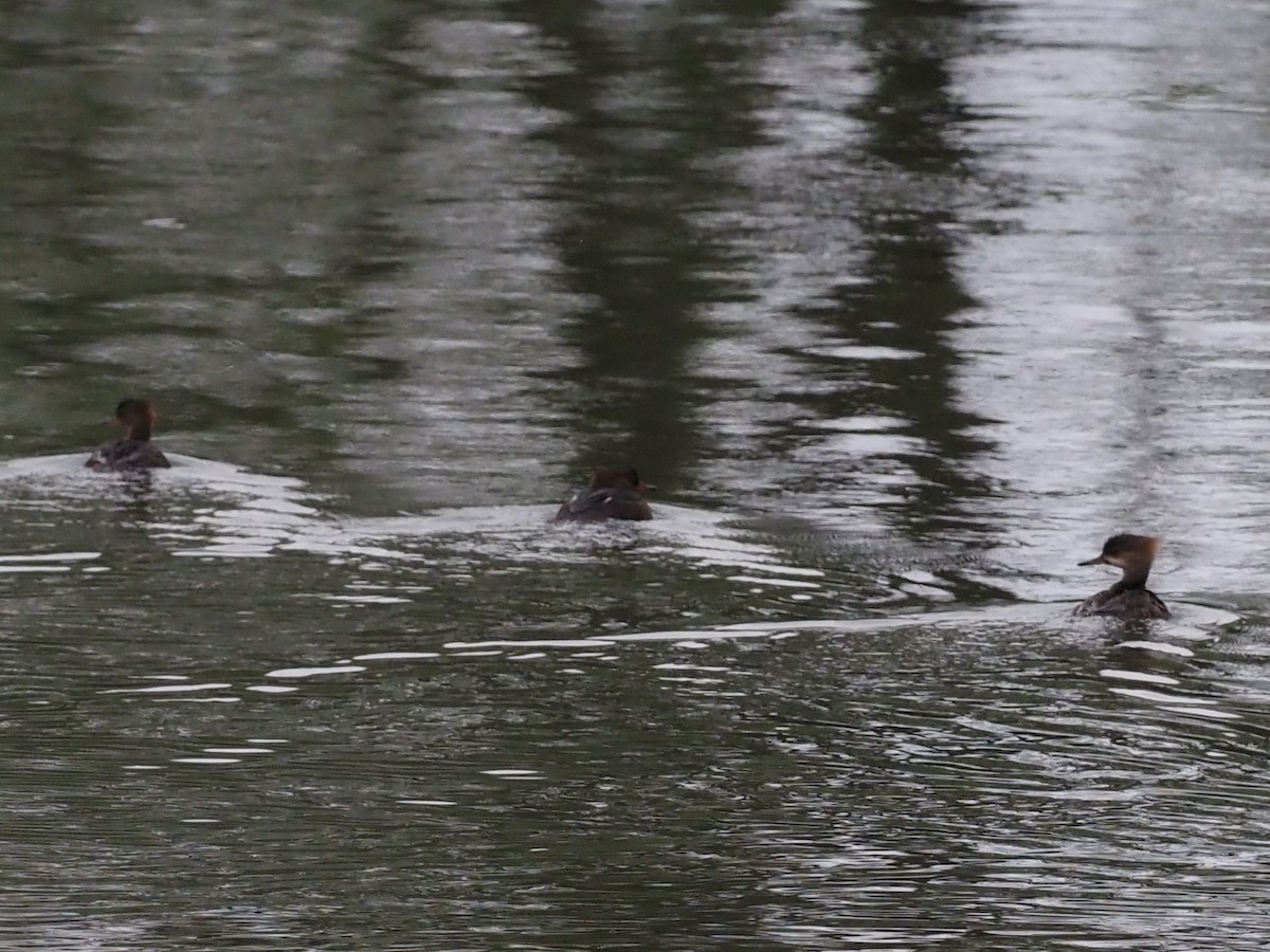 Hooded Merganser - ML327285641