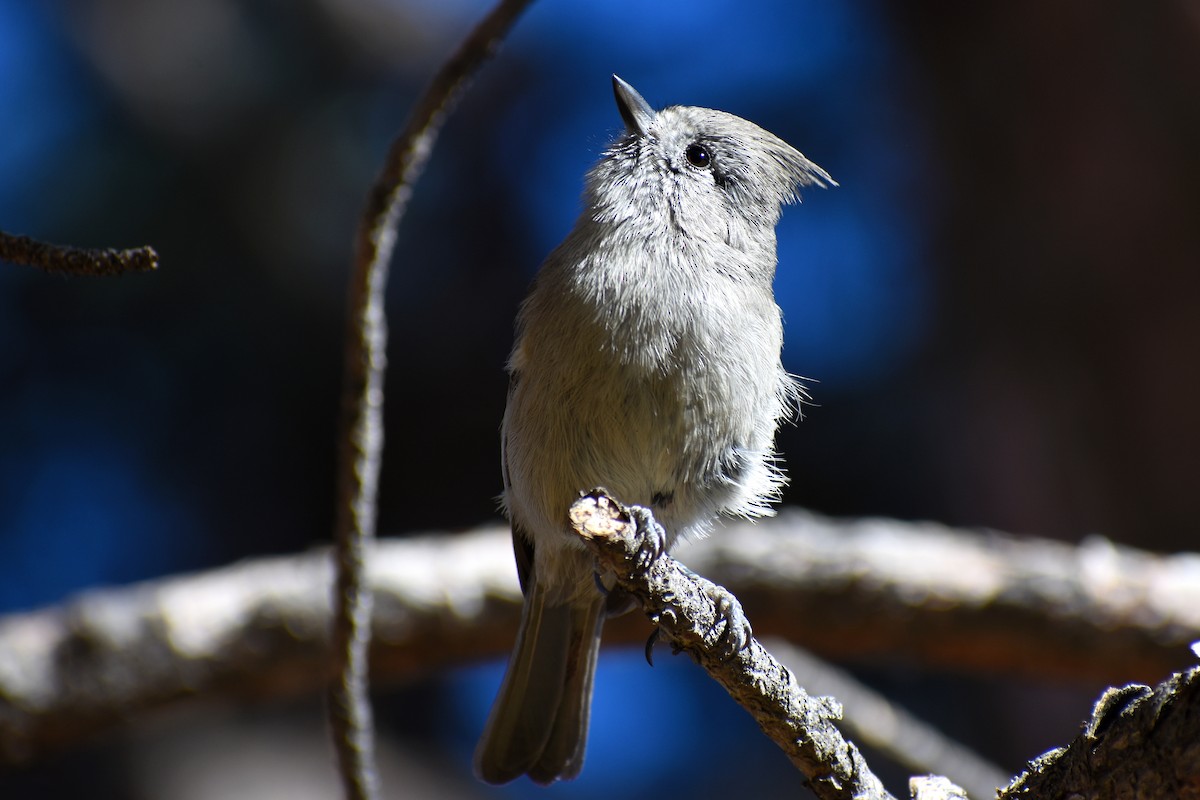 Juniper Titmouse - Ryan Claar