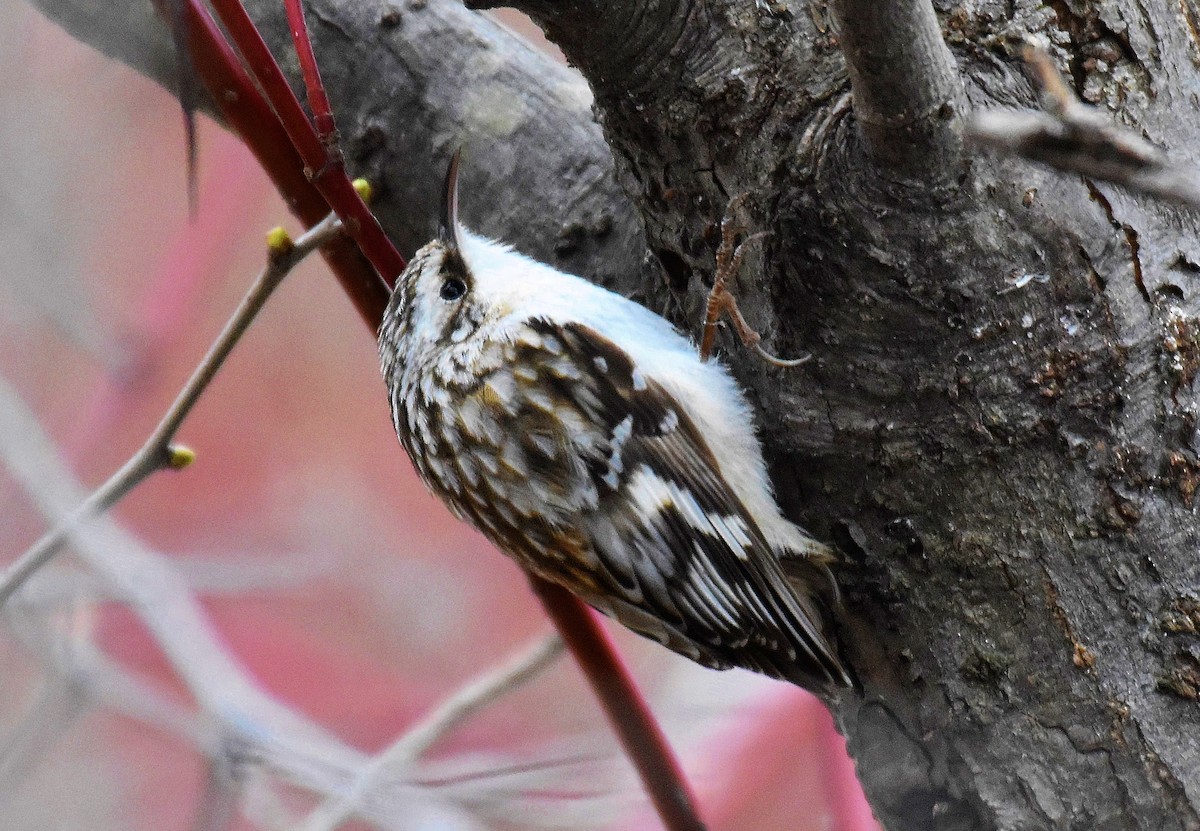 Brown Creeper - Francois Cloutier