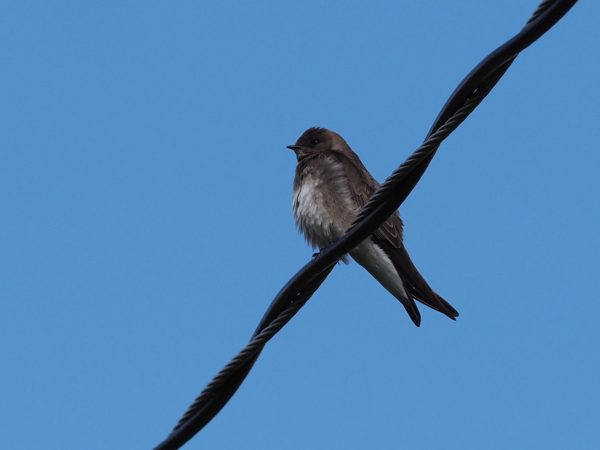 Northern Rough-winged Swallow - Alan MacEachren