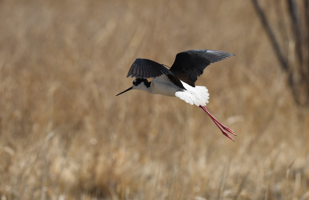 Black-necked Stilt - Connie Misket