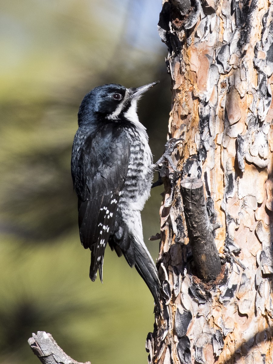 Black-backed Woodpecker - Bob Martinka