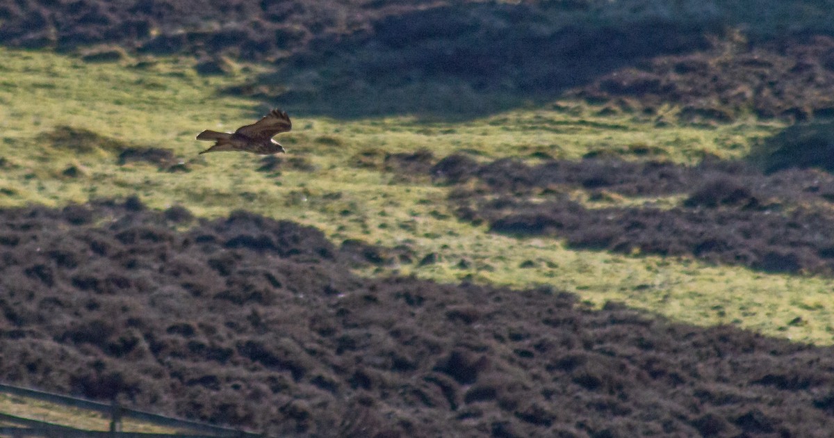 Common Buzzard - ML327289521