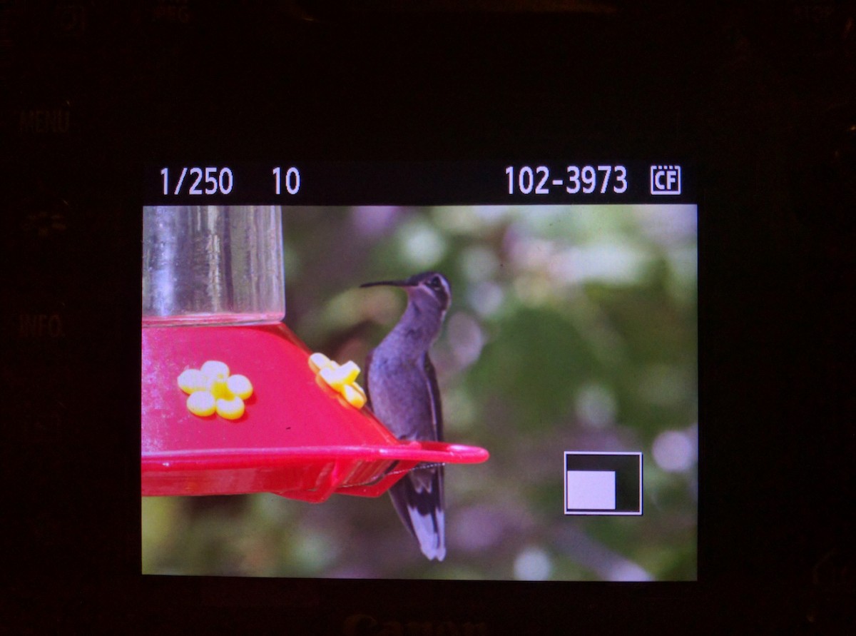 kolibřík blankytohrdlý - ML32728971