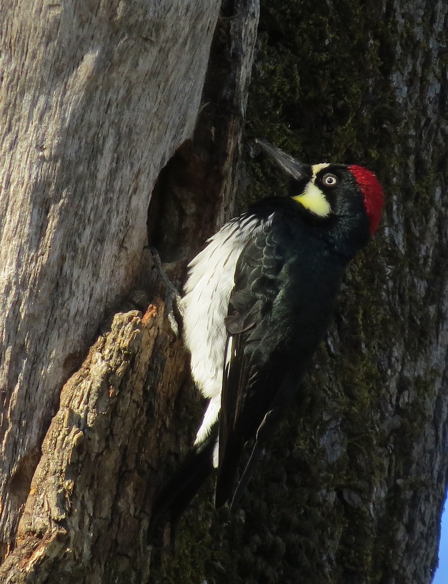 Acorn Woodpecker - ML327290801