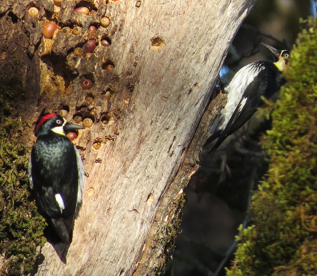 Acorn Woodpecker - ML327290911