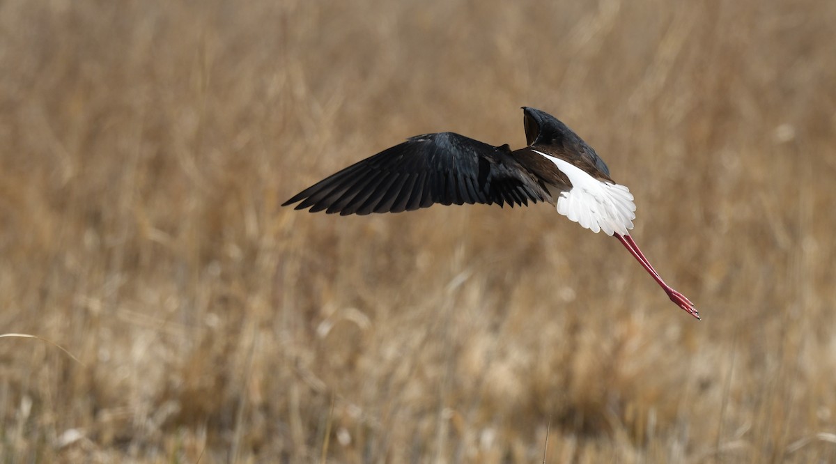 Black-necked Stilt - Connie Misket