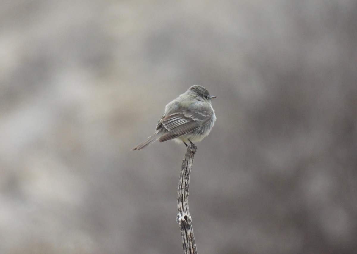 Gray Flycatcher - ML327290971