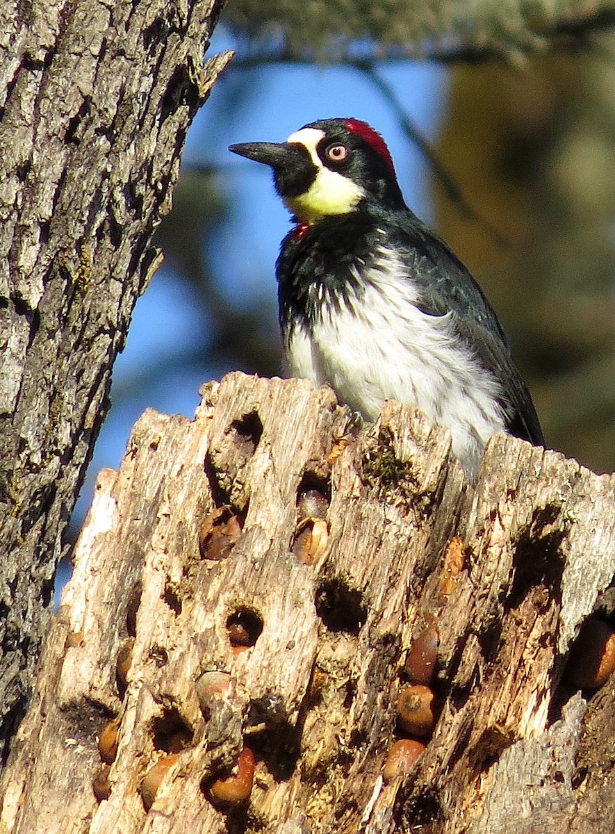 Acorn Woodpecker - ML327291031