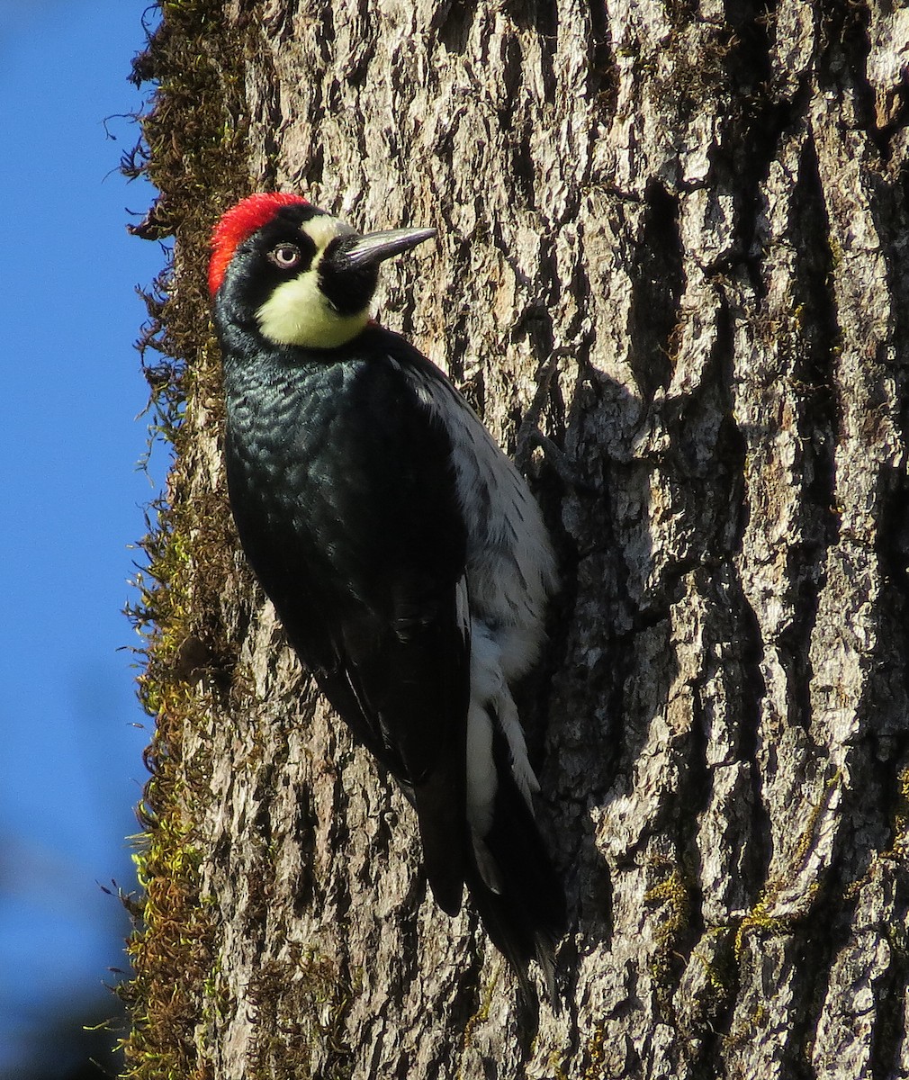 Acorn Woodpecker - ML327291231