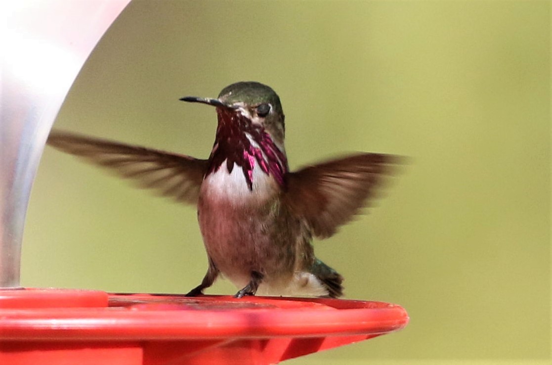 Calliope Hummingbird - ML327291481