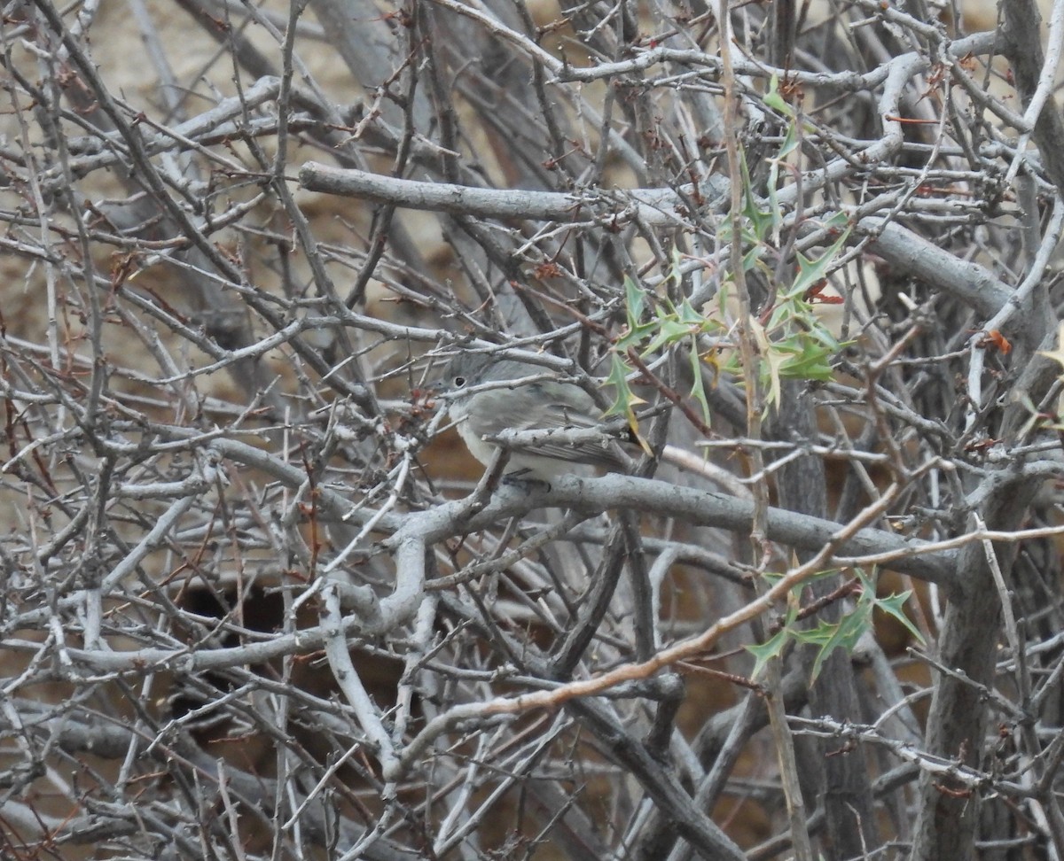 Gray Vireo - Bob Nieman