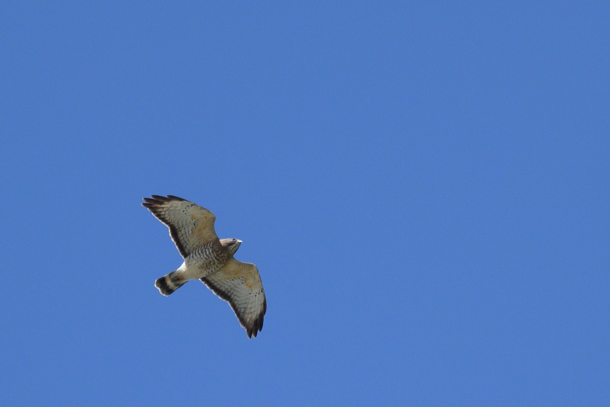 Broad-winged Hawk - Stephen Davies