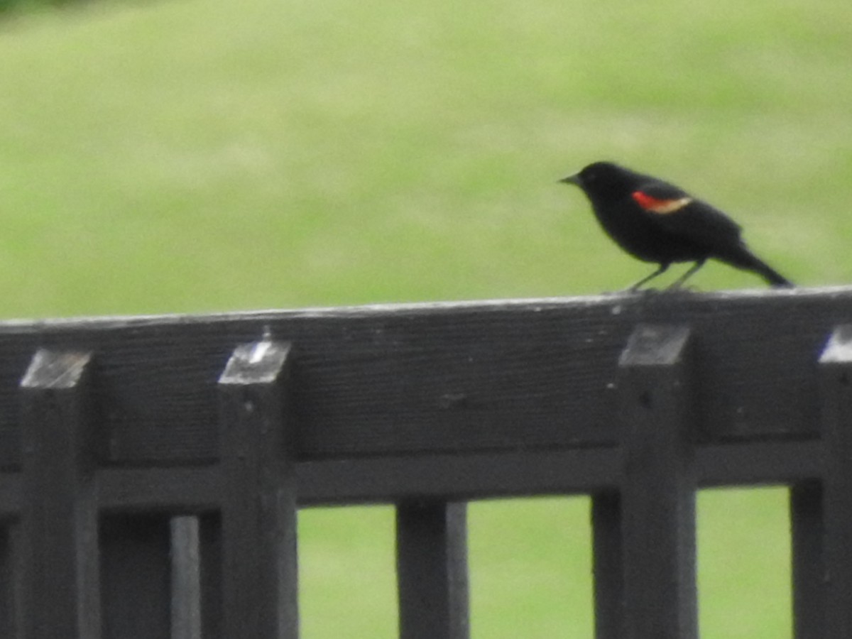 Red-winged Blackbird - ML327293671