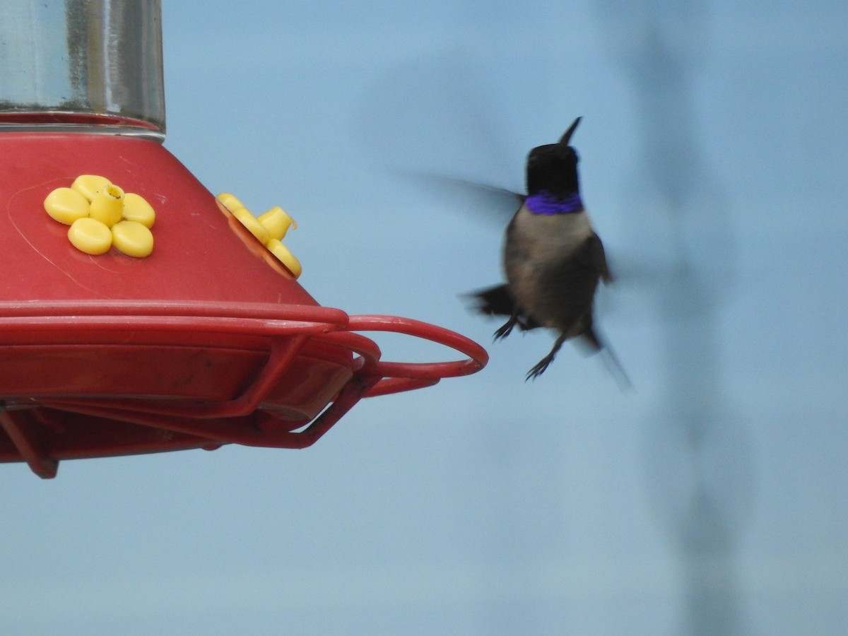 Black-chinned Hummingbird - ML327294141