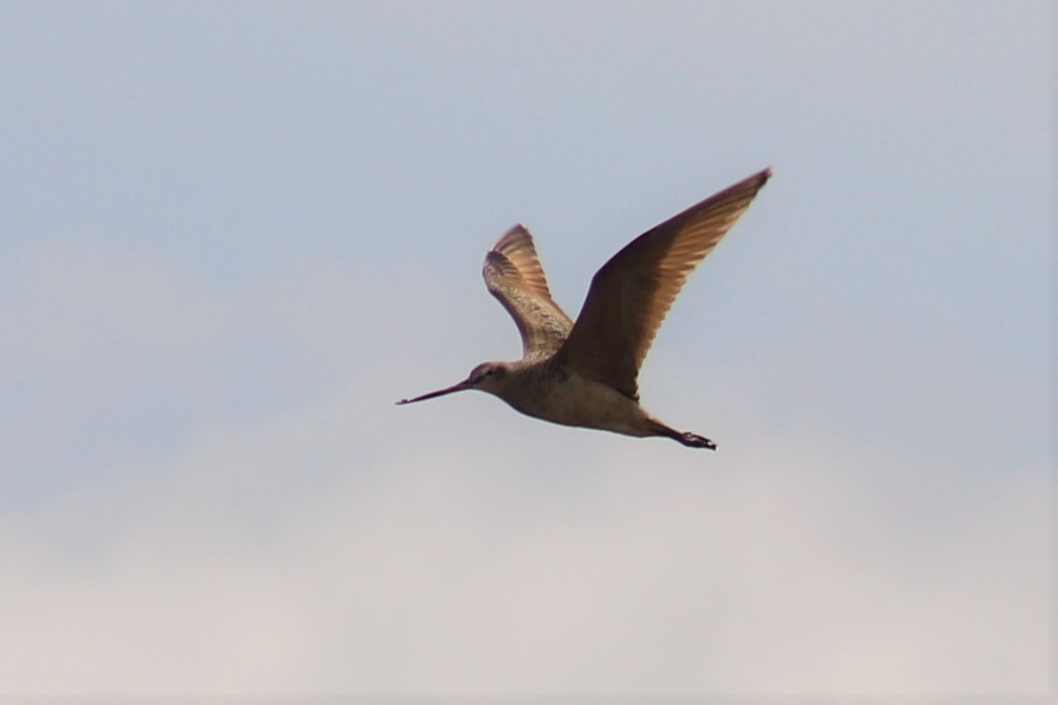 Marbled Godwit - Brady Schwab